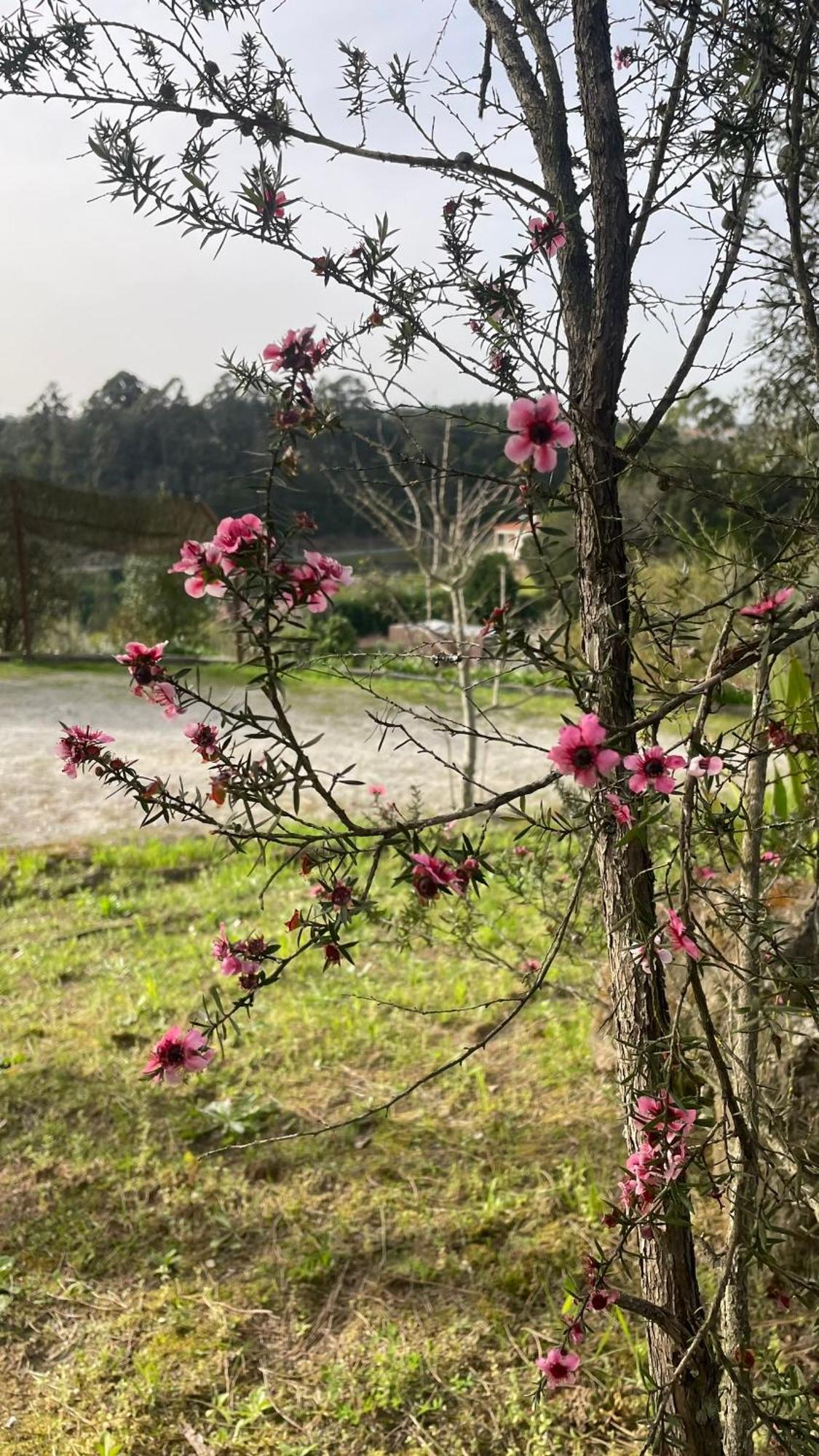 库塔迪维拉乡村民宿 Alpendurada 外观 照片