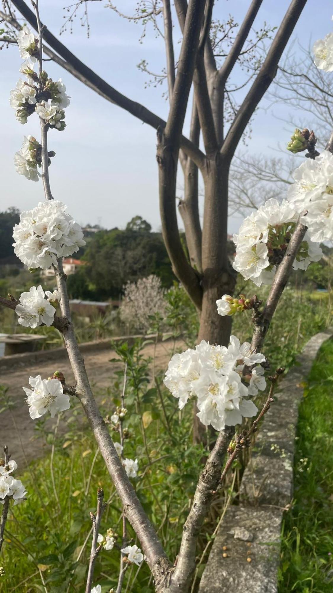 库塔迪维拉乡村民宿 Alpendurada 外观 照片