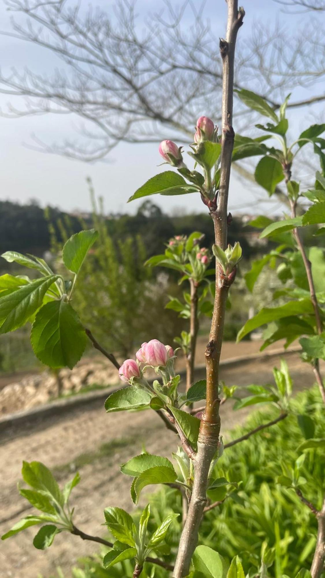 库塔迪维拉乡村民宿 Alpendurada 外观 照片